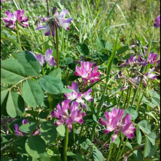 【小麦说英语】在线收听_mp3下载_荔枝FM