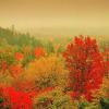 用镜头拍摄秋季红叶之美