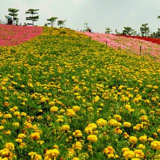 菊花爆满山