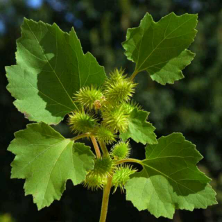 诗经3-国风-周南-卷耳[徐浩庭吟诵]