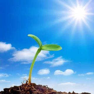 梦回田野，考试前夕的农作物之梦——解析太阳下的焦虑与希望