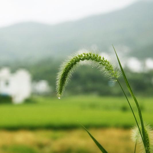 故乡的雨