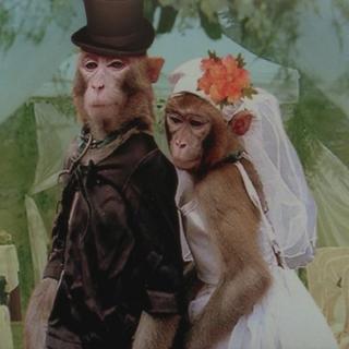 monkey"s wedding