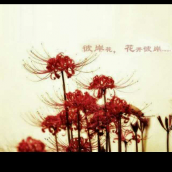 彼岸花开,花落彼岸,花开无叶,叶生无花,想念相惜却不得相见,独自
