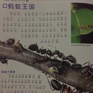 蚂蚁王国(动物世界大百科1)