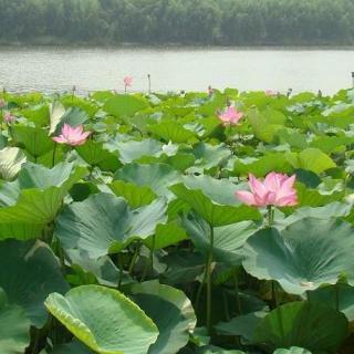 文章内容 掬一捧文化甘泉—程少堂《荷花淀》课例评析 深圳九龙