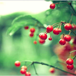 采桑子(群芳过后西湖好)欧阳修