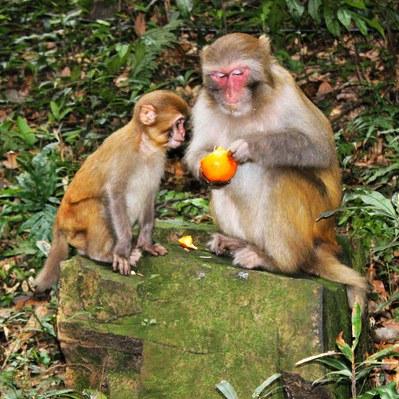 235猴子吃橙子会扒皮么