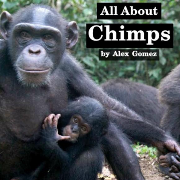 all about chimps