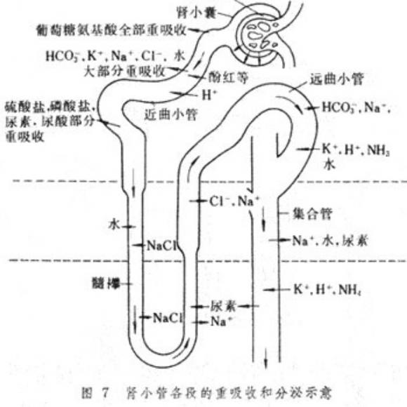 主要表现是血浆阴离子间隙正常的高氯性代谢性酸中毒,而与此同时肾