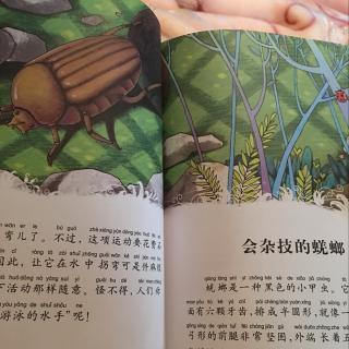 昆虫记:会杂技的蜣螂