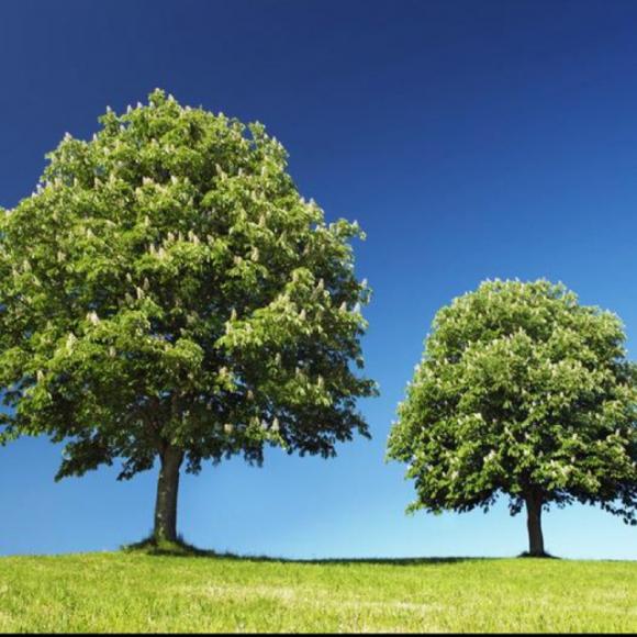 abigtreeandayoungtree英文版