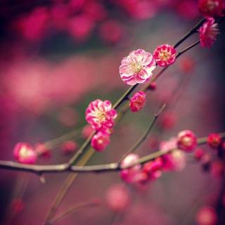 【【鹊踏枝】谁道闲情抛弃久-冯延巳】在线收