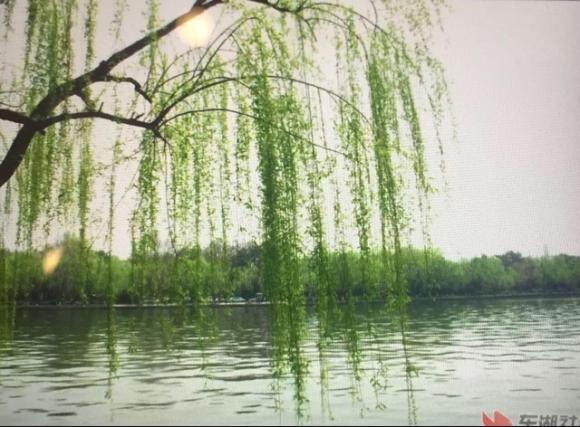 柳丝——宋仕敏