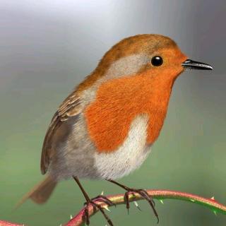 每天一首英文儿歌--《Sing Robin》