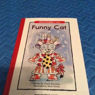 funny cat