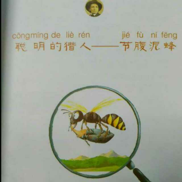 【蘅宝讲故事】410,昆虫记·聪明的猎人节腹泥蜂(二)