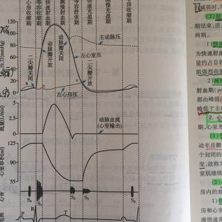 心脏的泵血过程和机制