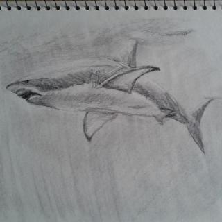 鲨鱼素描 图片素材