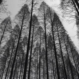 【三毛《如果有来生》|主播:宝络。诗词天地的