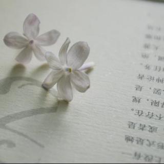 【一朵丁香花的故事. 】在线收听_-QING_荔枝