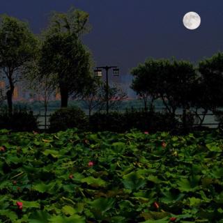 朱自清的荷塘月色批注图片