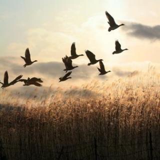 【曾是惊鸿照影来(原创)主播:紫阳】在线收听_