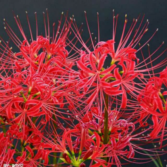 彼岸花