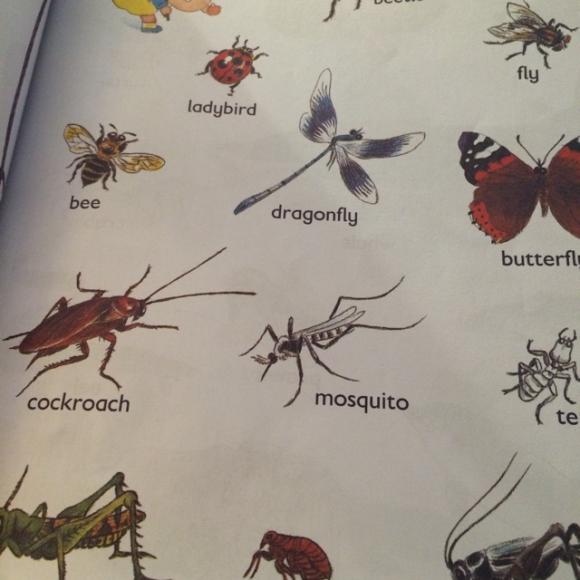 insects