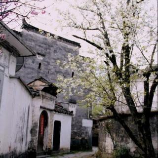 【那一场宋朝的梨花雨】在线收听_每天读宋词