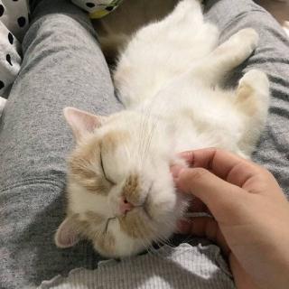 我和我的猫都很想你