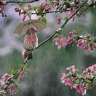 【听雨 真的很美】在线收听_莹秋之声_荔枝FM