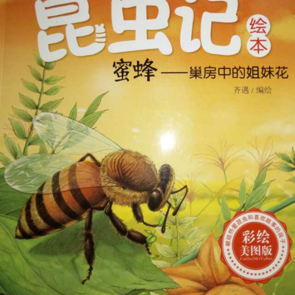 昆虫记之蜜蜂