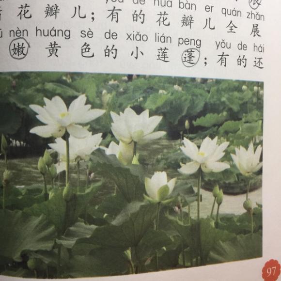 nicole读课文《荷花》