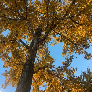 【《Halo》读歌词】在线收听_上有天堂下有书