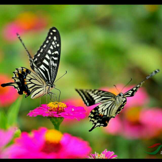 他们是昆虫王国里两只很相爱的蝴蝶,翩翩起舞