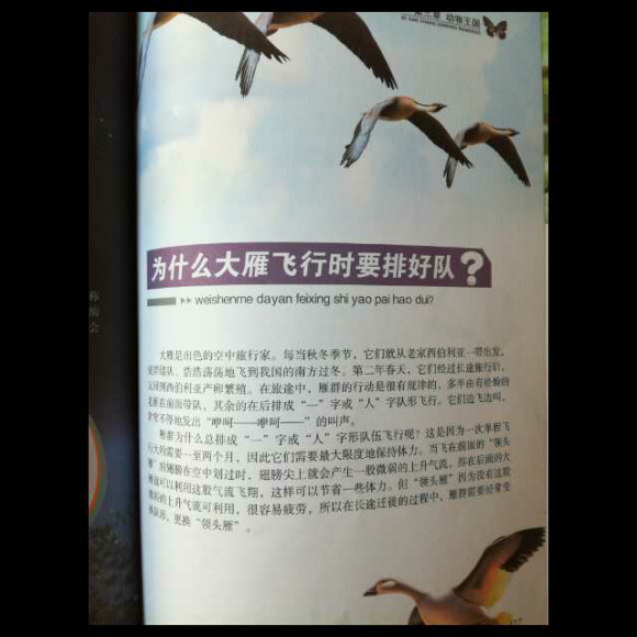 为什么大雁飞行时要排好队】在线收听_朵朵故事