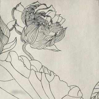 新浪微博分享到qzone分享到豆瓣分享到人人网介绍:插图:荷花工笔细描