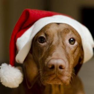 海贼·群生活【第9期】单身狗们的圣诞节,《生活大爆炸》单身往事