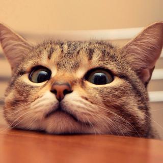 【夏目漱石:《我是猫》】在线收听_回眸时刻FM_荔枝FM