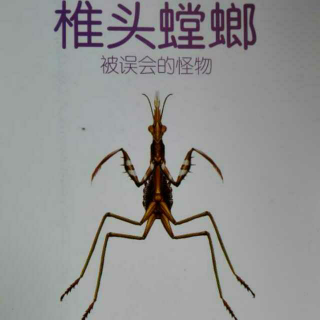 椎头螳螂-被误会的怪物(法布尔昆虫记)