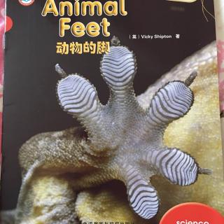 animal feet 动物的脚