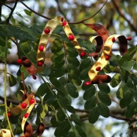 红豆生南国|情感调频|深夜情感电台开场白|心灵