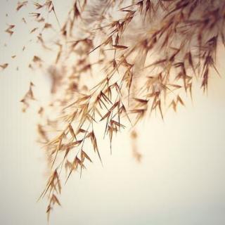 【《皇后与梦想》送给大家 祝大家新的一年鸡