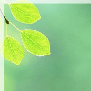 背景 壁纸 绿色 绿叶 树叶 植物 桌面 320_320