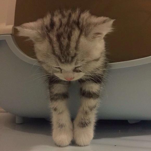 你知道弃猫效应吗?