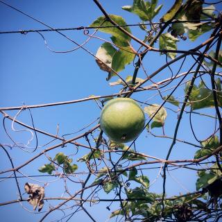 【有些事现在不做一辈子都不会做了】在线收听