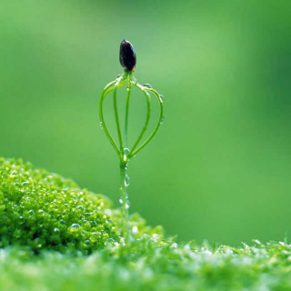 【snowdream】在线收听_谁shui言_荔枝FM