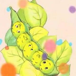 【一个豆荚里的五粒豆】在线收听_红豆读书_