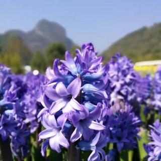 雪莲花(雨声)